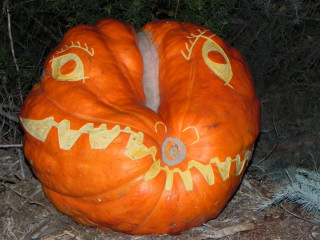 Big Boxer Dog, Nipomo Pumpkin Patch best carving idea